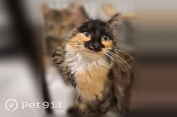 Пропала кошка, Ленина, д. 6, Яхрома — трёхцветная девочка с приметной мордочкой - photo