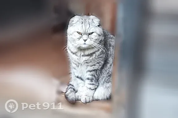 Пропала кошка, Район Советский (г Новосибирск), д. 354А, Новосибирск — 14 лет, хронические заболевания - photo