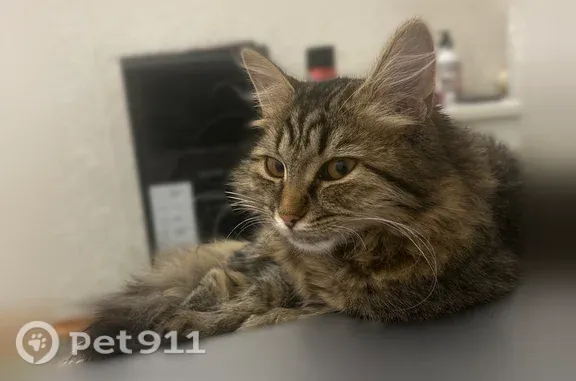 Пропала кошка, Луганск, Советских Космонавтов, Луганск — маленькая, около полугода - photo