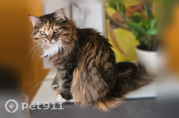 Пропала кошка, Деревня Селищи (г Кимры), Кимры — отзывается на Китя - photo