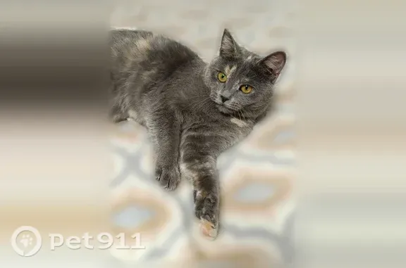 Пропала кошка, Добрынина, д. 21, Ярославль — серо-палевая, янтарные глаза - photo