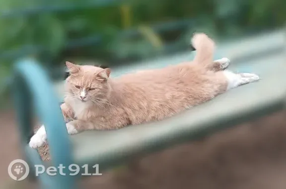 Пропала кошка, Видное, Советская, д. 18, Видное — рыжий окрас - photo