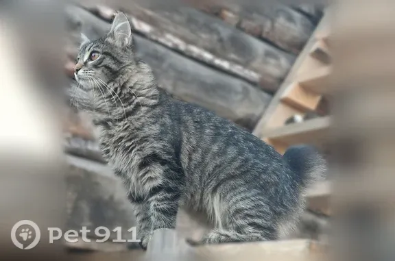 Пропала кошка, Тольятти — короткий хвост, кисточки на ушах - photo