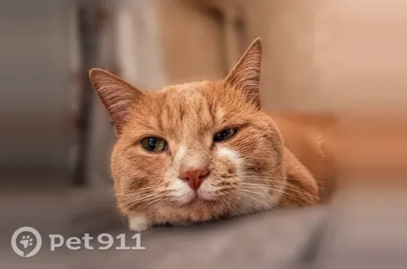 Пропала кошка Мальчик, Озёры (rl1260694) - photo