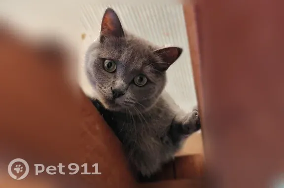 Пропала кошка, Сельский поселок Плеханово, Октябрьская, д. 2, Плеханово — 2 года - photo
