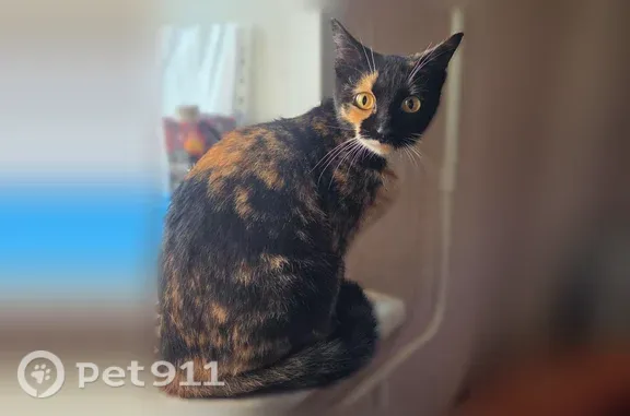 Найдена кошка, Ярославль, фото: Найдена кошка, Доброхотова, д. 3, Ярославль — чистая и ласковая