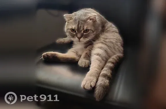 Пропала кошка, Дуниловская, д. 33А, Шуя — серый британский кот - photo