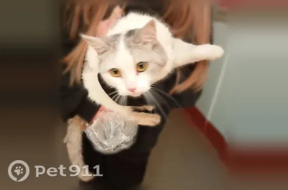 Найдена кошка, Йошкар-Ола, фото: Найдена кошка, Прохорова, д. 48В, Йошкар-Ола — ласковая, живёт около 2,5 недель