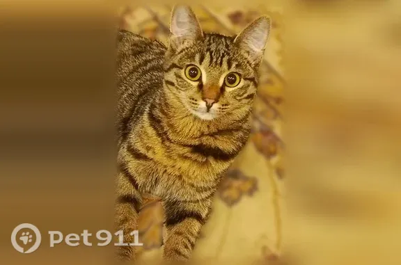 Пропала кошка, Власихинская, д. 67а/307, Барнаул — полосатая, очень добрая - photo