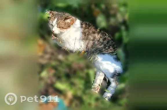 Найдена кошка, Ульяновск, фото: Найдена кошка, Толбухина, Ульяновск — домашний кот с травмой задних конечностей
