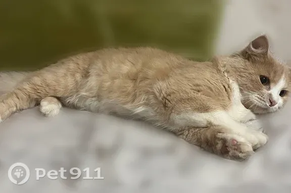 Найдена кошка, Йошкар-Ола, фото: Найдена кошка, Йошкар-Ола — очень ласковая, спокойная, приучена к лотку