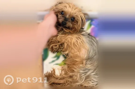 Найдена собака, Анапа, фото: Найдена собака, Анапа — есть клеймо