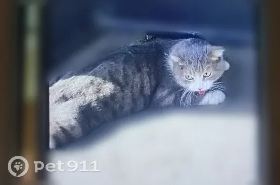 Пропала кошка, Айская, 39, Уфа — выпала из окна - photo