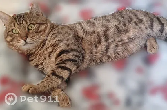 Пропала кошка, Район Волжский (г Саратов), Воскресенская, д. 32, Саратов — крупный бенгал - photo