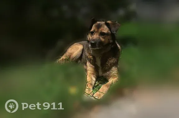 Найдена собака, Москва, фото: Найдена собака, Москва, Бауманская — девочка около 8 лет