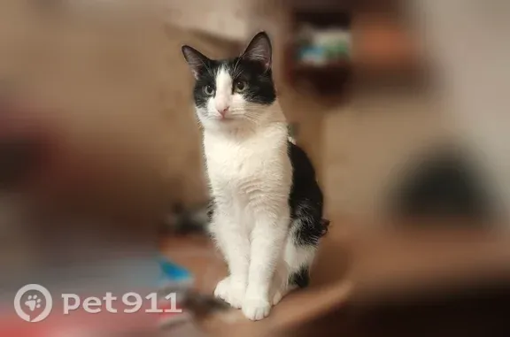 Пропала кошка, Средне-Садовая, д. 7, Самара — чёрно-белая, с царапиной на носу - photo