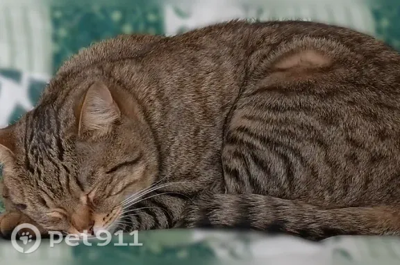 Пропала кошка, Поселок городского типа Урмары, Заводская, Урмары — серо-белая, пугливая - photo