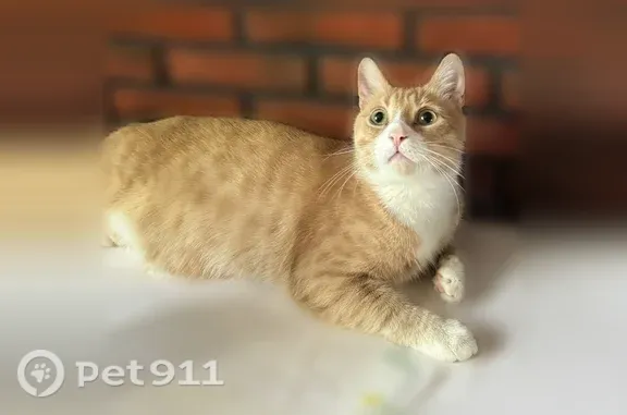 Пропала кошка, Малюгиной, д. 254, Ростов-на-Дону — кот с белой маской - photo