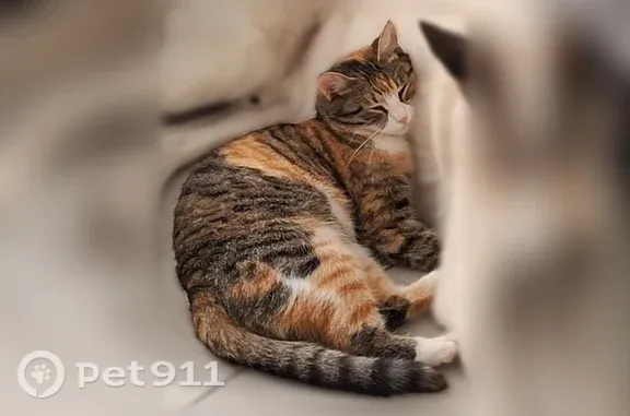 Кошки потеряшки, Нижний Новгород, фото: Потеряшка кошка, Район Приокский (г Нижний Новгород), Нижний Новгород