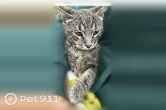 Пропала кошка, Большая Черкизовская, д. 6 8, Москва — молодая, с белыми носочками - photo