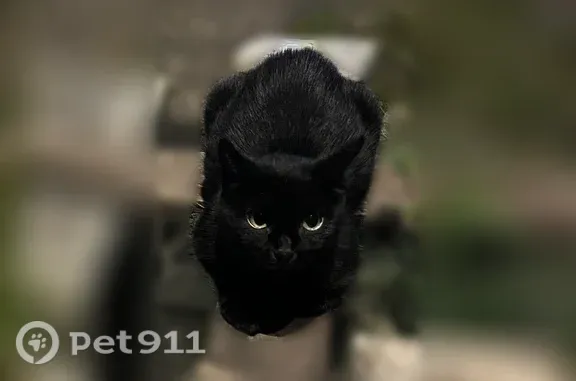 Кошка ищет дом, Йошкар-Ола, Ленинский, д. 15Е — 2 котёнка и взрослая кошка - photo