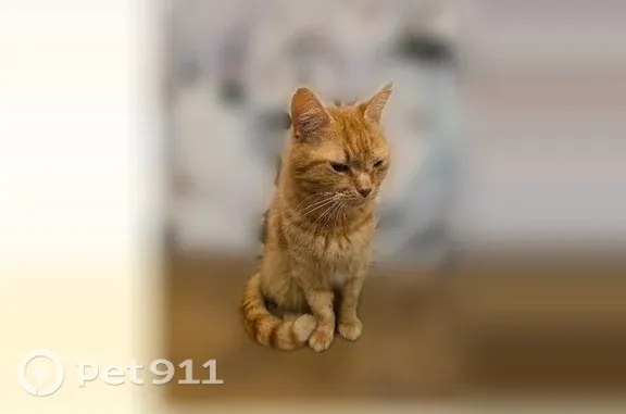 Пропала кошка, Район Привокзальный (г Тула), Полюсная, д. 64, Тула — крупный рыжий кот - photo