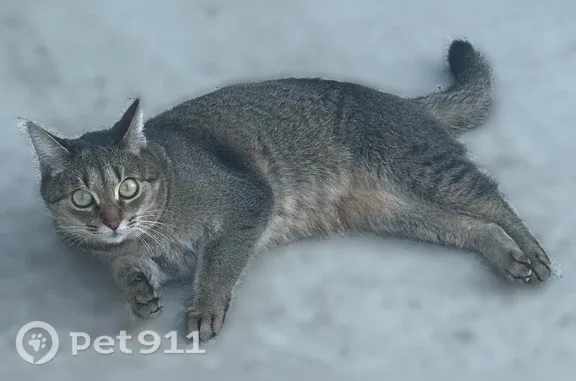 Пропала кошка, Территория СНТ Южный (г Домодедово), д. 51, Домодедово — серый окрас, кличка Грис - photo