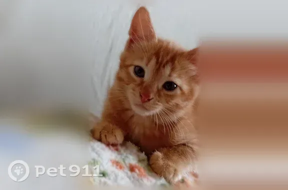 Кошка ищет дом, Зеленодольск — активная - photo