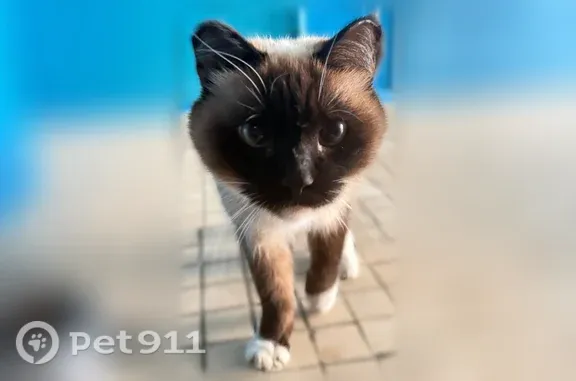 Найдена кошка, Чита, фото: Найдена кошка, Весенняя, д. 6, Чита — голубые глаза, очень ласковая