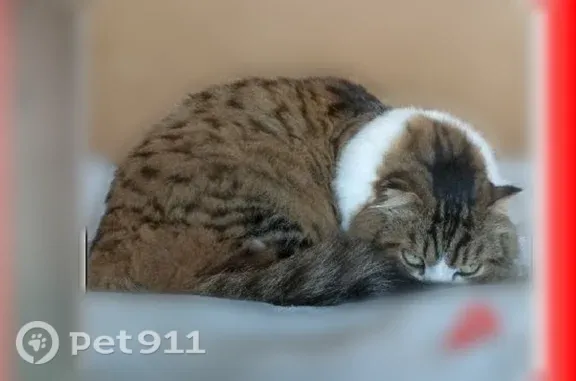 Пропала кошка, Деревня Лисавино (г Волоколамск), Волоколамск — пропала 2 месяца назад - photo