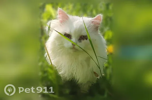Пропала кошка, Кауля, д. 7, Тула — есть выделения из глаз - photo
