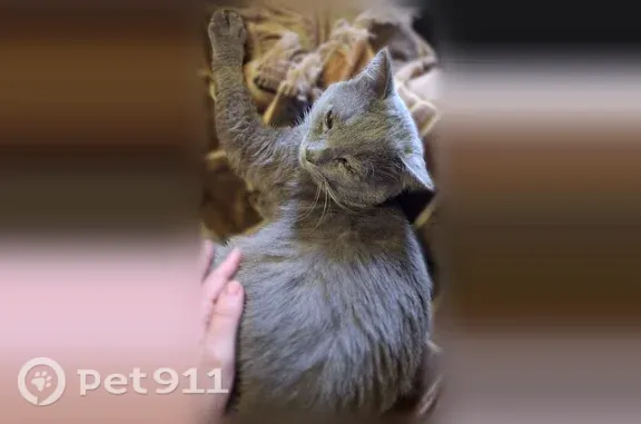 Пропала кошка, 10 лет Октября, д. 119, Омск — кот без хвоста, кастрирован - photo