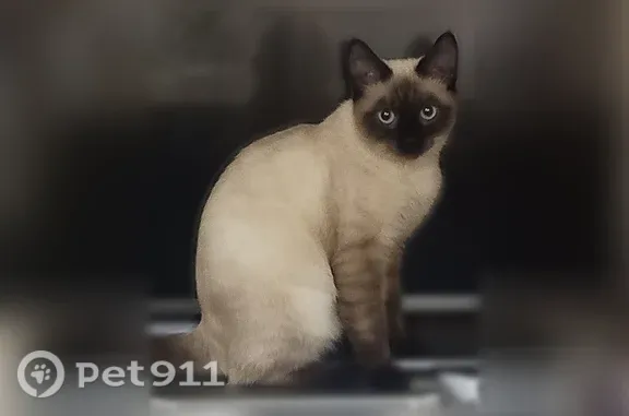 Пропала кошка, кот, Струнино, Больничный, д. 15, Струнино — белое пятно на задней левой лапке - photo