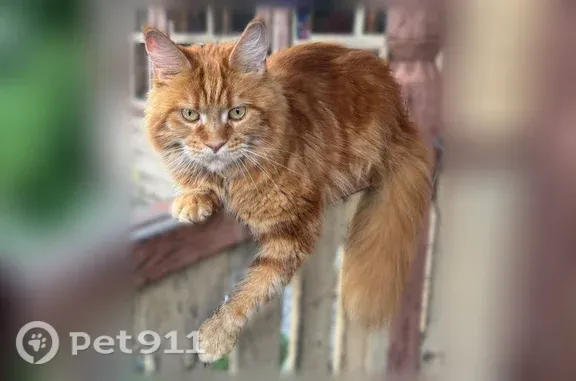 Пропала кошка, поселок Братчиково — мейнкун - photo