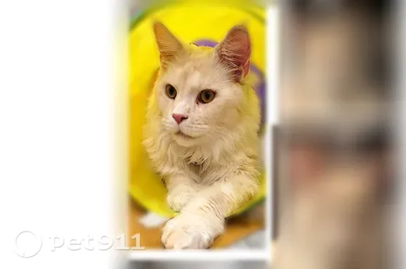 Пропала кошка, Каменный, д. 67, Ставрополь — бело-рыжий худощавый кот в ошейнике - photo