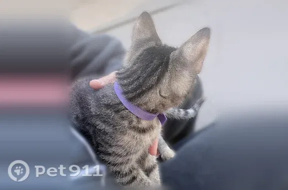 Найдена кошка, Пенза, фото: Найдена кошка, Пенза, Лядова, Пенза — пятнистая, ласковая