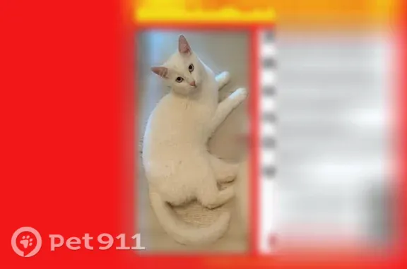 Пропала кошка, Кострома, Ивановская, Кострома - photo