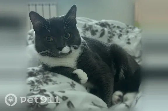 Пропала кошка, им. Тюляева, д. 37/1, Краснодар — серый кот с белым воротником - photo