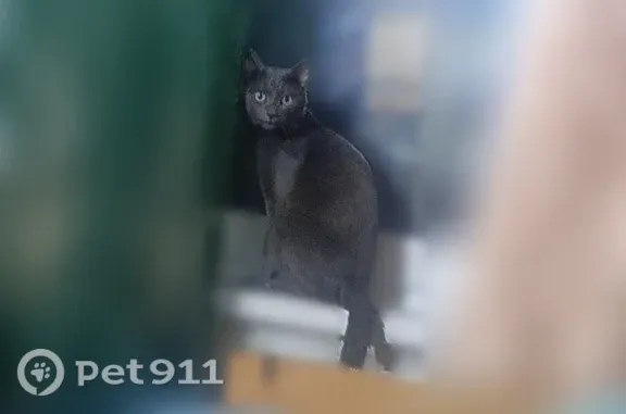 Пропала кошка, Село Павловск, Полушкина, д. 66, Павловск — 7 лет, гладкая дымчатая шерсть - photo