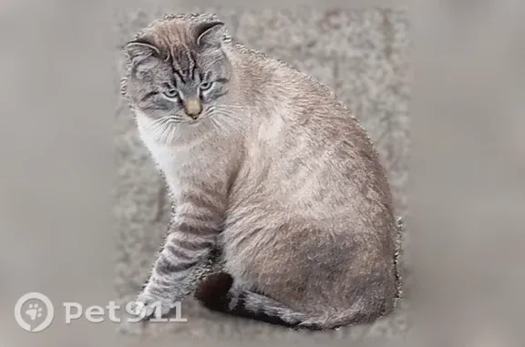 Найдена кошка, Чехов, фото: Найдена кошка, Чехов — светло-серая, ласковая, всё время мяукает