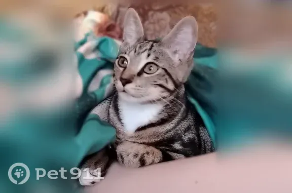 Пропала кошка, Академика Курчатова, д. 28, Большой Камень — 5 месяцев, дружелюбная и игривая - photo