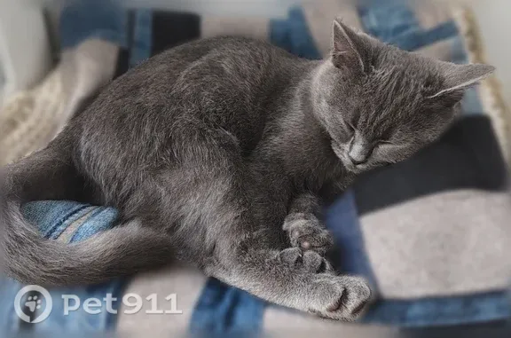 Пропала кошка, Змеиногорский, д. 91Б, Барнаул — котёнок 4–5 месяцев, игривая - photo