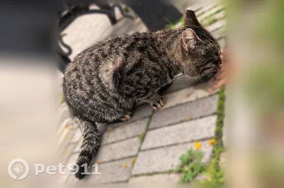 Найдена кошка, Томск, фото: Найдена кошка, Томск, Ленина — котик гуляет в аллее