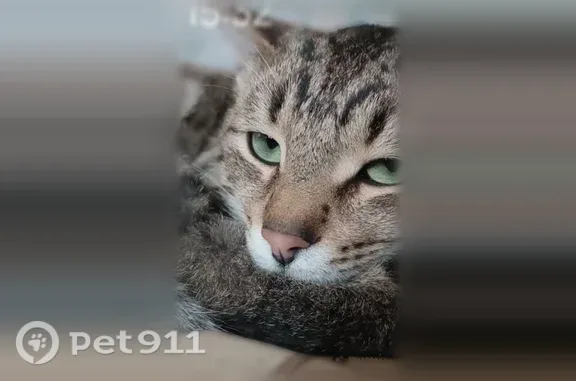 Пропала кошка, Село Шемордан, 9 Мая, д. 20, Шемордан — среднешерстная, белый подбородок - photo