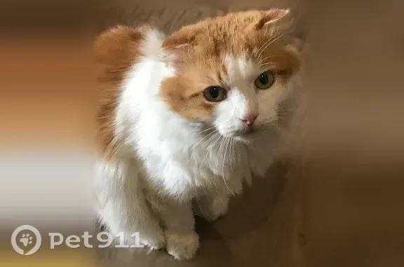 Кошки потеряшки, Новосибирск, фото: Потеряшка кошка, Новосибирск, 1-й Порт-Артурский, д. 14 — вислоухая, белая с рыжими пятнами