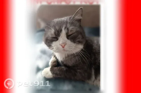 Пропала кошка, Томск, Войлочная заимка, д. 9 — серо-белая, 8 лет - photo