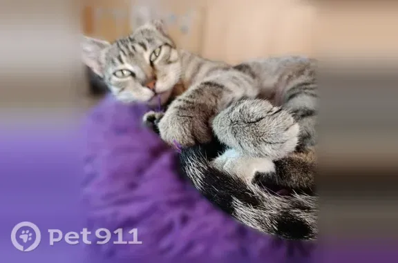 Пропала кошка, Краснодар, Садовая, Краснодар — окрас табби, ласковая - photo