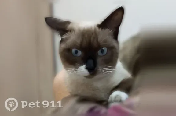 Найдена кошка, Томск, фото: Найдена кошка, Томск, Комсомольский, д. 66, Томск — возраст до 2 лет