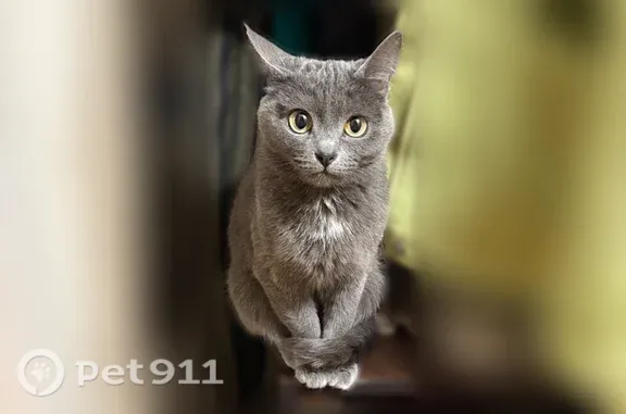 Пропала кошка, Ижевск, Выемка, д. 15А — дымчатая, с зелёными глазами - photo