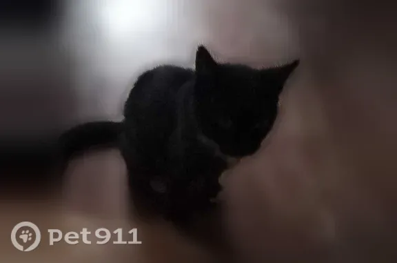 Пропала кошка, ул. Чехова, д. 47, Симферополь — черно-белая - photo